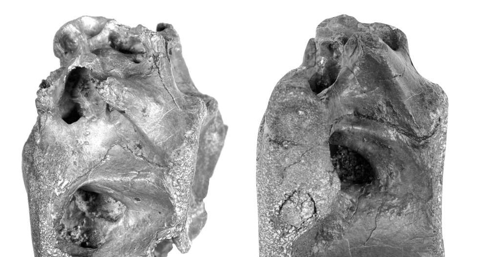 Znalezione szczątki należą do nieznanego wcześniej gatunku Vectaerovenator inopinatus /materiały prasowe