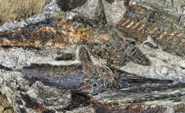 Znaleziono cmentarzysko pierwszych ofiar planetoidy, która zabiła dinozaury