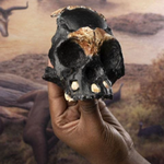 Znaleziono czaszkę dziecka sprzed 250 tysięcy lat. Co się kryło w jaskiniach RPA?