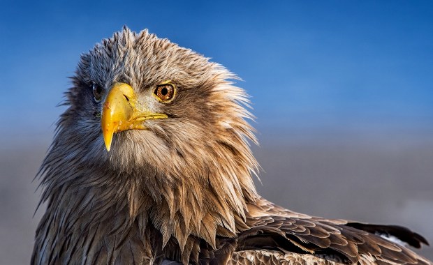 Znaleziono martwego bielika. Ktoś mógł do niego strzelać
