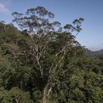 Znaleziono najwyższe drzewo Amazonii. Ukrywało się głęboko w dżungli