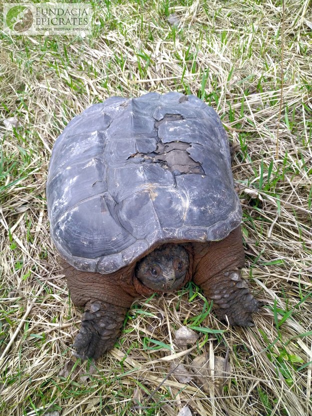 Znaleziony żółw jaszczurowaty /Fundacja Epicrates /Facebook