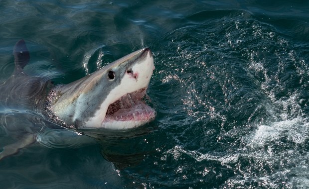 Znaleźli ciało. Kobieta padła ofiarą ataku rekina?