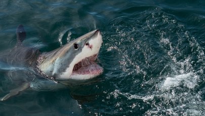 Znaleźli ciało. Kobieta padła ofiarą ataku rekina?
