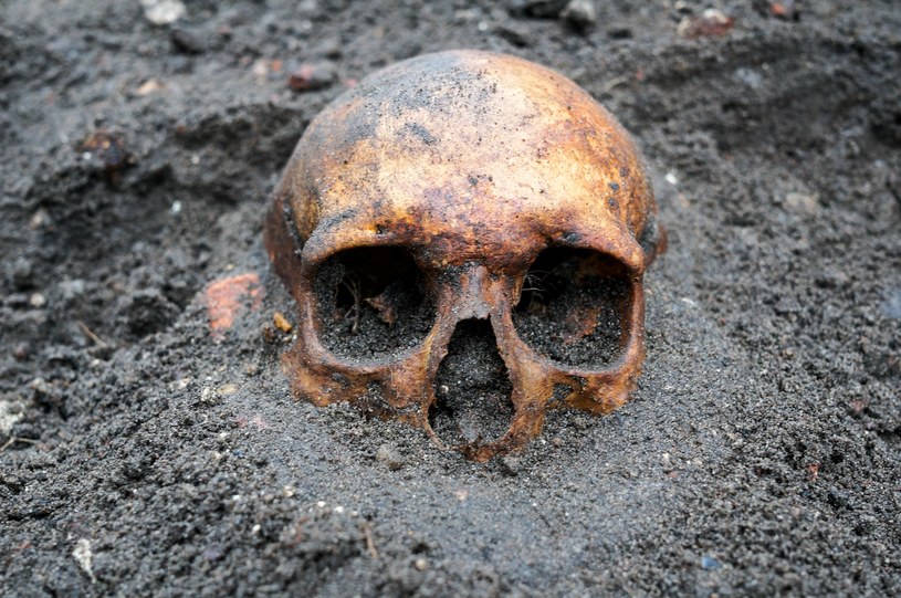 Znaleźli czaszki na szkockiej plaży. Okazały się wielkim archeologicznym odkryciem /123RF/PICSEL
