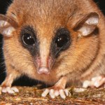 Znaleźli dziwne zwierzę w mglistym lesie. Myśleli, że to mysz, a tu wstrząs