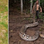 Znaleźli gigantycznego węża. To oficjalne nowy rekord Guinnessa