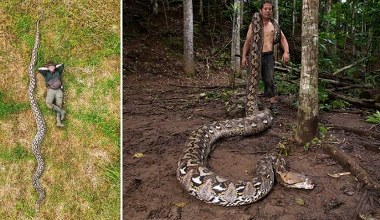 Znaleźli gigantycznego węża. To oficjalne nowy rekord Guinnessa