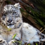 Znaleźli ginące, rzadkie koty. Właśnie wybuchła tam wojna