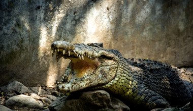 Znaleźli krokodyla chodzącego na dwóch nogach. Jak to możliwe?