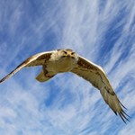 Znaleźli małą kość u dinozaura. To od niej zaczął się ptasi lot