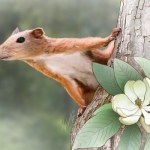 małpy naczelne Znaleźli małego ssaka. Wygląda jak wiewiórka, ale to przodek małp