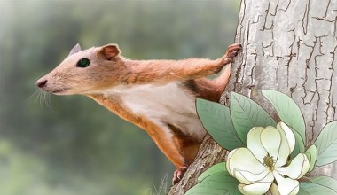 Znaleźli małego ssaka. Wygląda jak wiewiórka, ale to przodek małp