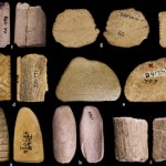 Amerykanie Znaleźli najstarsze kości do gry. Mają ponad 12 tys. lat