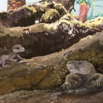 Znaleźli naszego dziwnego przodka. Miał wielkie zęby i żył pod ziemią