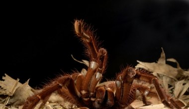 Znaleźli ogromnego pająka. To jeden z największych w świecie
