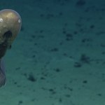 wyspy cooka Znaleźli pod wodą przerażające zwierzę. Mówią o nim "bezgłowy węgorz"