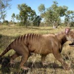 Znaleźli "potwora z bagien". Ogromna siła i co za niebywałe kły!