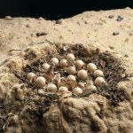 Znaleźli przedziwne gniazdo. Coś się w nim od początku nie zgadzało