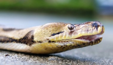 Znaleźli ślady ogromnych pytonów tam, gdzie ich nigdy nie było