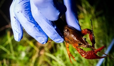 Znaleźli sposób na inwazyjnego skorupiaka. Jeszcze na nim zarobią