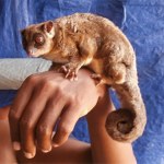 Znaleźli w lesie zwierzęta, które miały wymrzeć 6 tysięcy lat temu