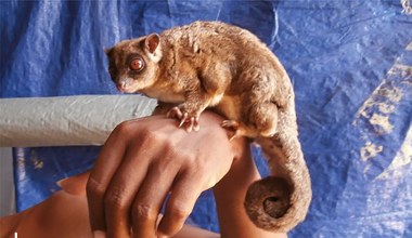 Znaleźli w lesie zwierzęta, które miały wymrzeć 6 tysięcy lat temu