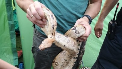 Znaleźli w namiocie na kempingu w Gdańsku… dwa boa dusiciele