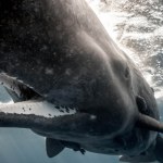 Znaleźli wieloryby na środku pustyni. Co one tu robiły?