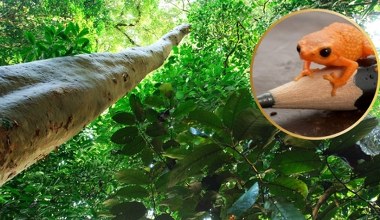 Znaleźli żabę tak małą, że mieści się na końcówce ołówka