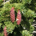 Znaleźli złoto w europejskich lasach. Znajduje się w drzewach