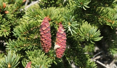 Znaleźli złoto w europejskich lasach. Znajduje się w drzewach