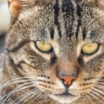 Znamy je od tysięcy lat. Ale czy znasz te tajemnice domowych zwierząt?