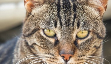 Znamy je od tysięcy lat. Ale czy znasz te tajemnice domowych zwierząt?
