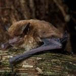 Znamy już 1500 gatunków nietoperzy. Najnowszy odkryto w Afryce