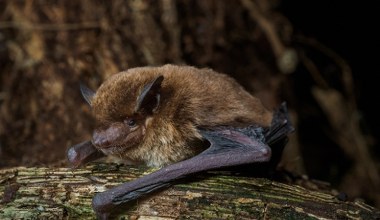 Znamy już 1500 gatunków nietoperzy. Najnowszy odkryto w Afryce