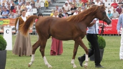 Znamy listę koni na aukcję "Pride of Poland". Jest niekompletna