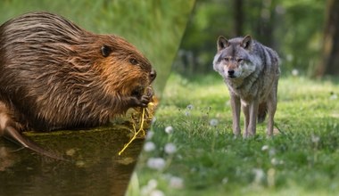 Znane ssaki mogły wyginąć. Nowe dane zaskakują. Wracają do Europy