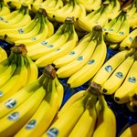 Znany na całym świecie producent bananów zaskakuje. Nowy gatunek ma być odporny na choroby