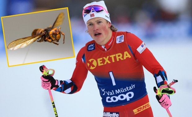 Znany sportowiec w szpitalu. Ukąsił go "gigantyczny" owad