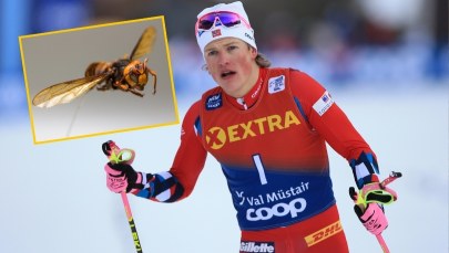 Znany sportowiec w szpitalu. Ukąsił go "gigantyczny" owad