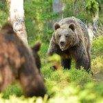 Znasz mieszkańców polskich gór? QUIZ nie tylko dla przyrodników