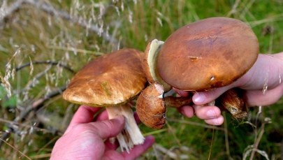 Znasz się na grzybach? Sprawdź swoją wiedzę!