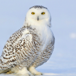 Znasz zimowe zwyczaje zwierząt? Sprawdź się w naszym quizie