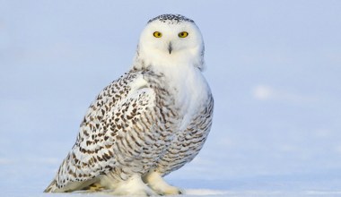 Znasz zimowe zwyczaje zwierząt? Sprawdź się w naszym quizie