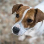 Znęcał się nad psami sąsiada. Do sądu trafił akt oskarżenia