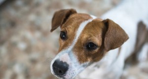 Znęcał się nad psami sąsiada. Do sądu trafił akt oskarżenia