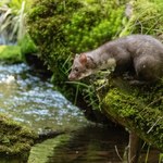 Znęcali się nad małą kuną i nakręcili film. Grozi im 5 lat więzienia