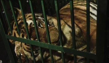 Znęcali się nad tygrysami? Kierowcy, organizator i weterynarze oskarżeni