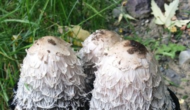 Zniechęca wyglądem i go nie zbierają. A to jadalny i smaczny grzyb